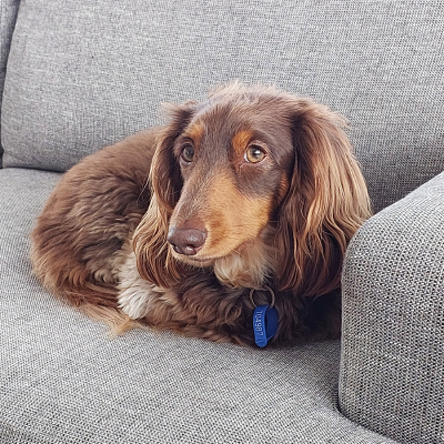 Pet Newsletter October 2025