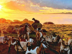 Lifestyle Farm
