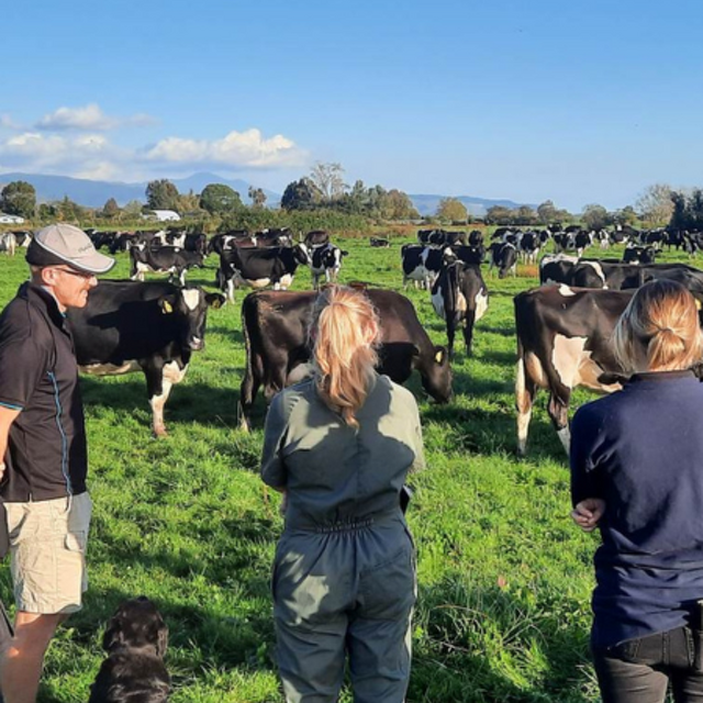 Setting Up Reproductive Success Before Calving