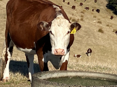 Beef Cattle