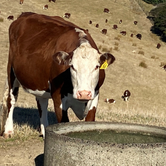 Beef Cattle