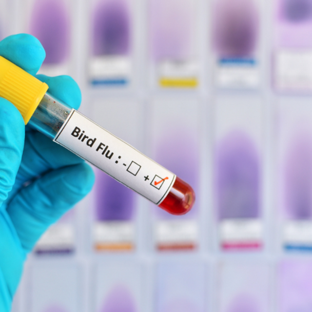 What you need to know about Avian Influenza (H5N1 bird flu)
