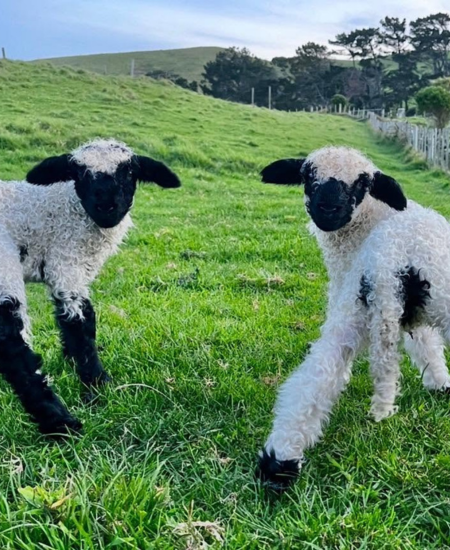 Lifestyle Farm Update Sept 2026