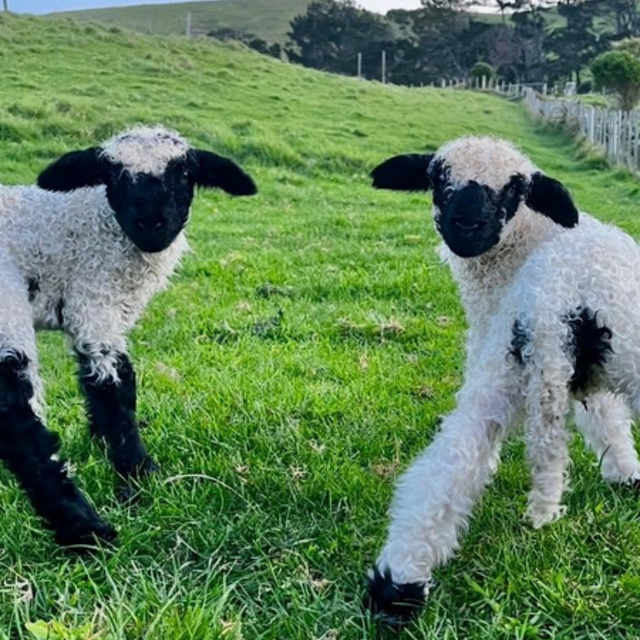 Lifestyle Farm Update Sept 2026