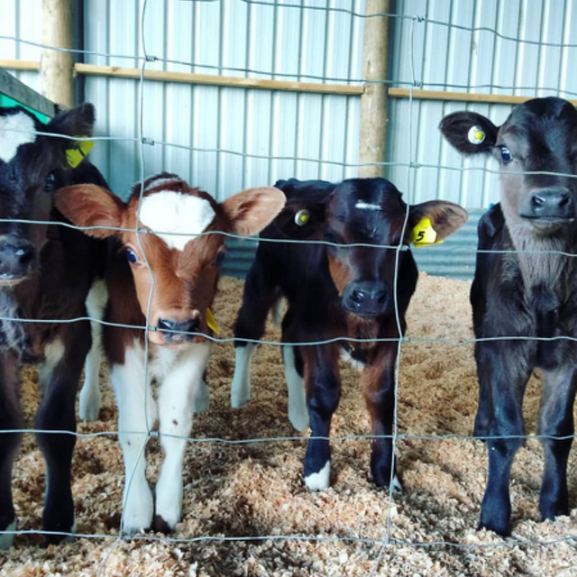 Dairy Update June 2025