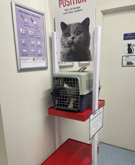 Preparing your cat for a vet visit