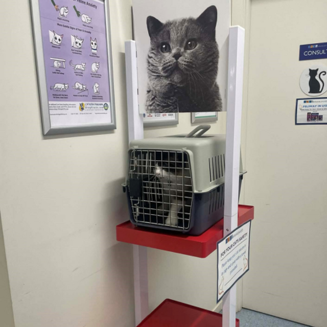 Preparing your cat for a vet visit