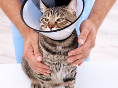 Pet Insurance