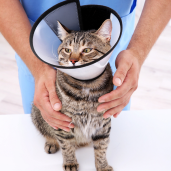 Pet Insurance