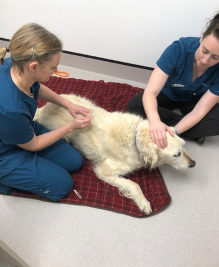 Supporting your pet through arthritis