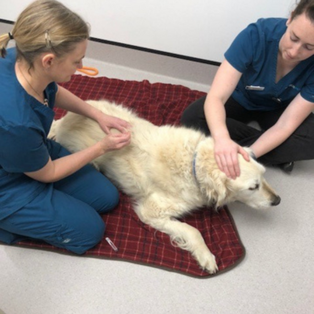 Supporting your pet through arthritis