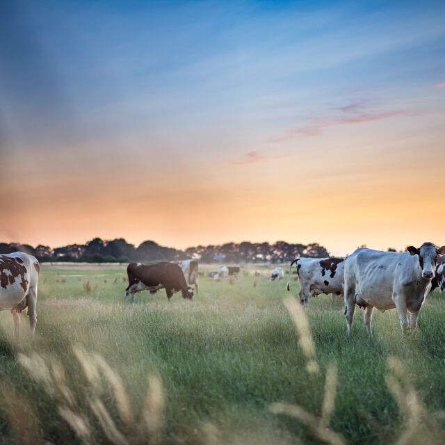 Dairy Cattle in Summer at Sunset