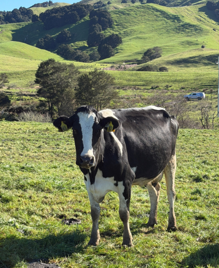 Lameness Update Sept 2026