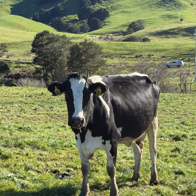 Lameness Update Sept 2026 