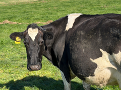 Herd efficiency consults