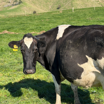 Herd efficiency consults