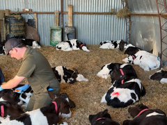 Vet Technicians