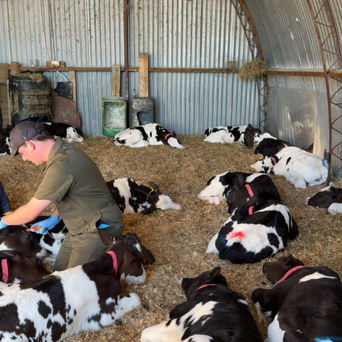 Vet Technicians