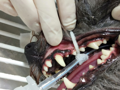 Dental Care