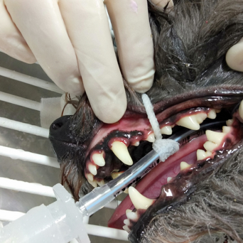 Dental Care