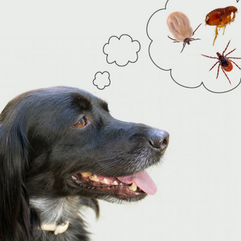Fleas & Worms