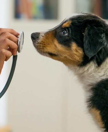 Preparing Your Dog for a Vet Visit