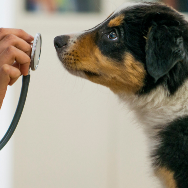 Preparing Your Dog for a Vet Visit