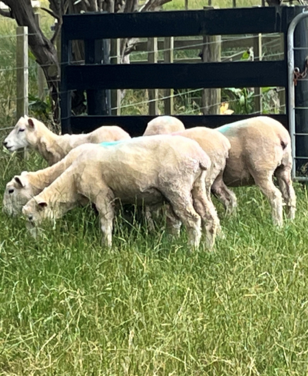Drench resistance