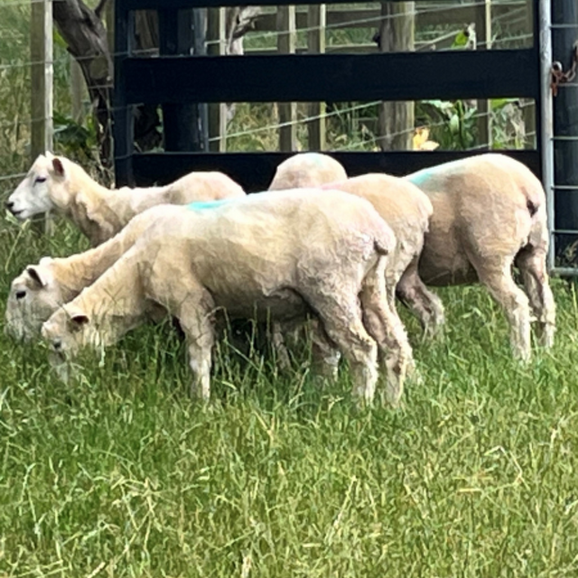 Drench resistance