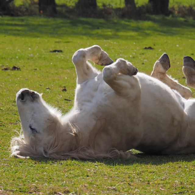 Colic - A pain in the gut!