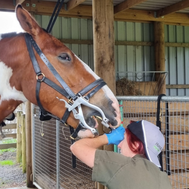 Equine Dentistry: An Essential Part of Horse Health