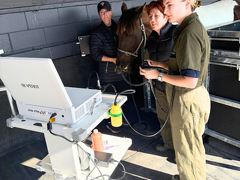 Sport Horse Services