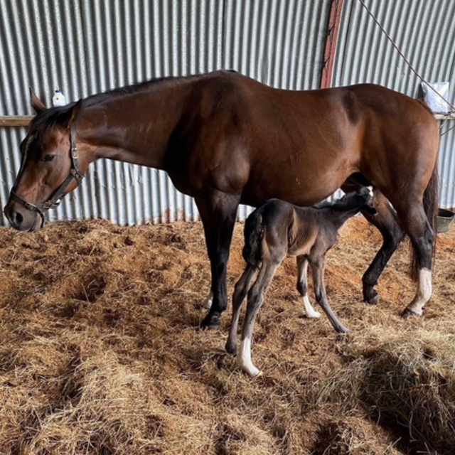 It's foaling time of year again