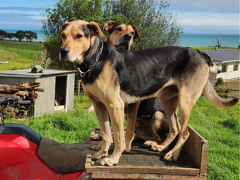 Working Dogs