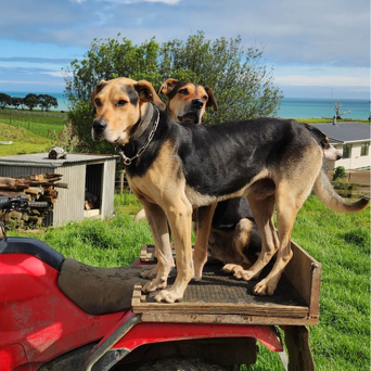 Working Dogs