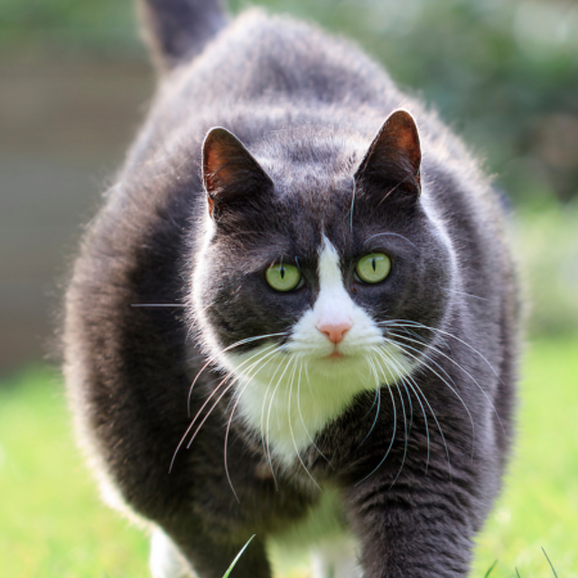 Pet Newsletter May 2025