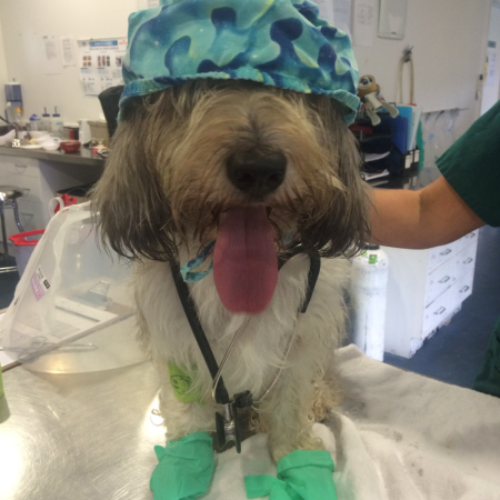 Pet Newsletter April 2026