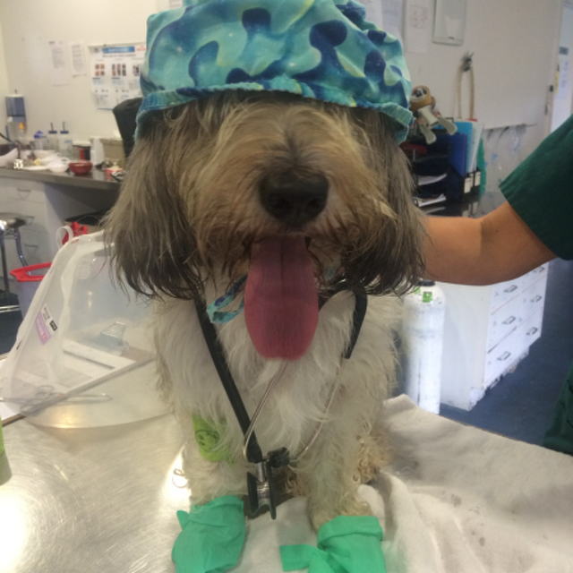 Pet Newsletter April 2026