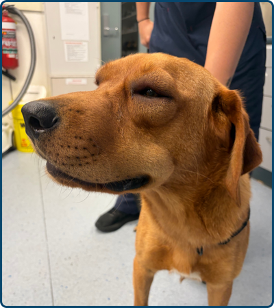 Pet Newsletter March 2026