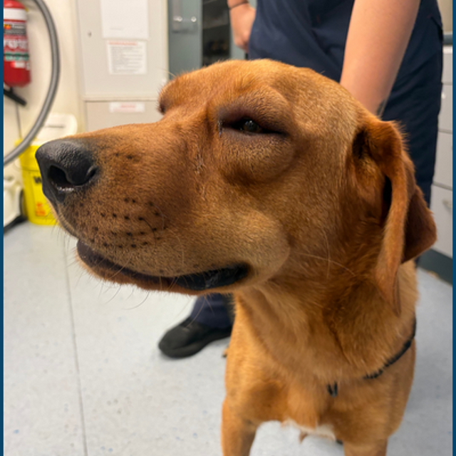 Pet Newsletter March 2026 