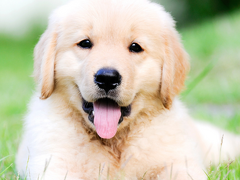 Puppy Care