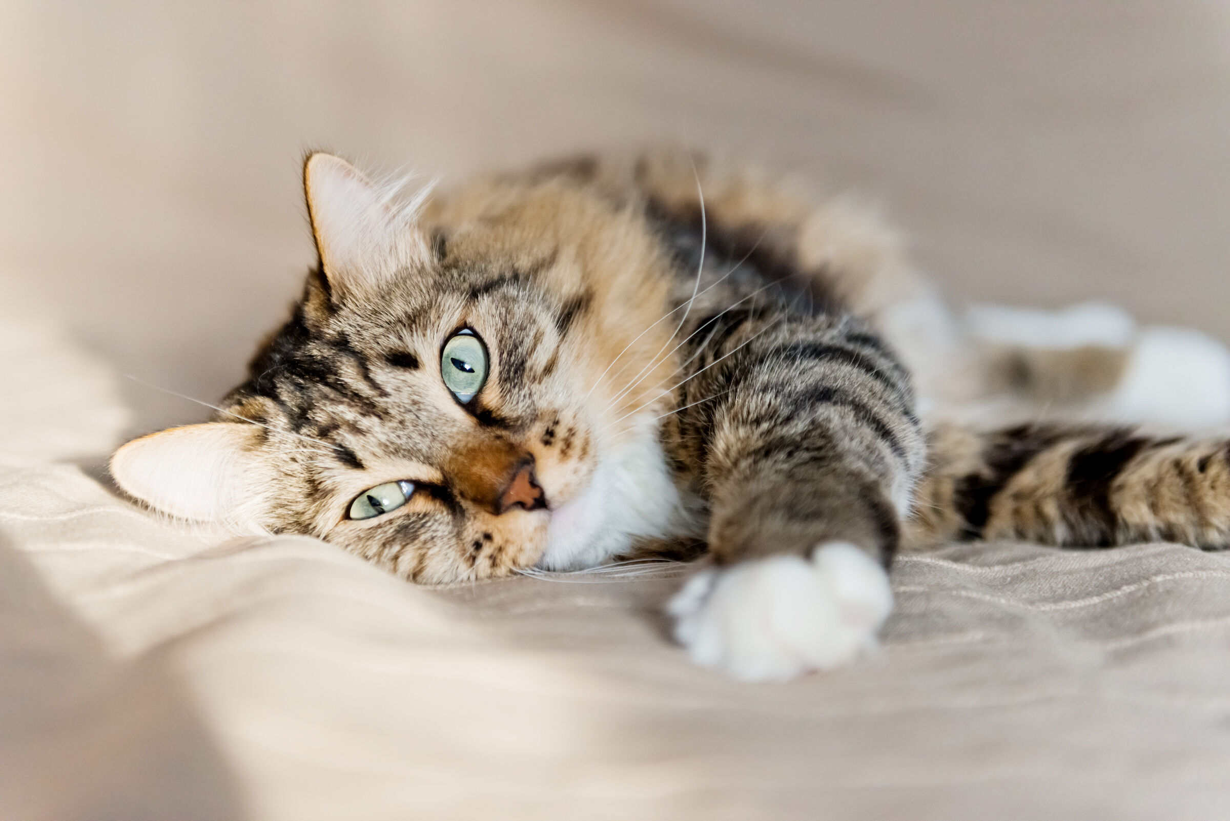 Grey Cat Lying on Bed 