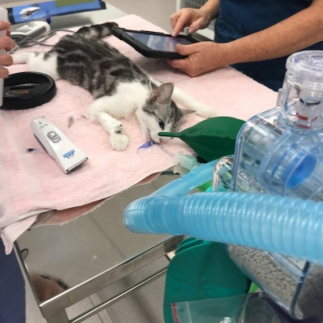 Pet Newsletter April 2025