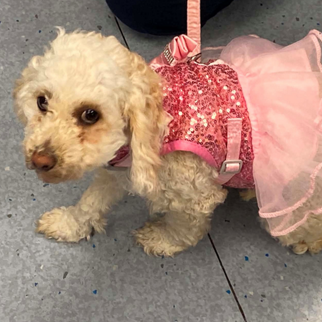 Pet Newsletter September 2026 