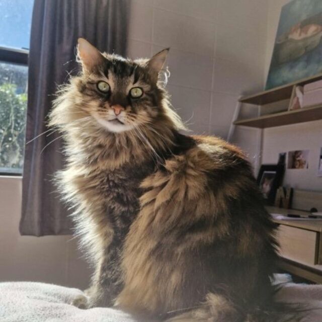 Pet Newsletter November 2025