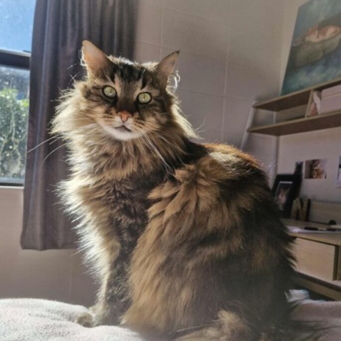 Pet Newsletter November 2025