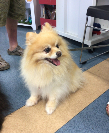 Pet Newsletter Jan/Feb 2026