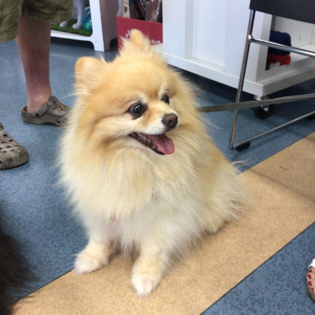 Pet Newsletter Jan/Feb 2026