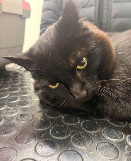Pet Newsletter August 2026
