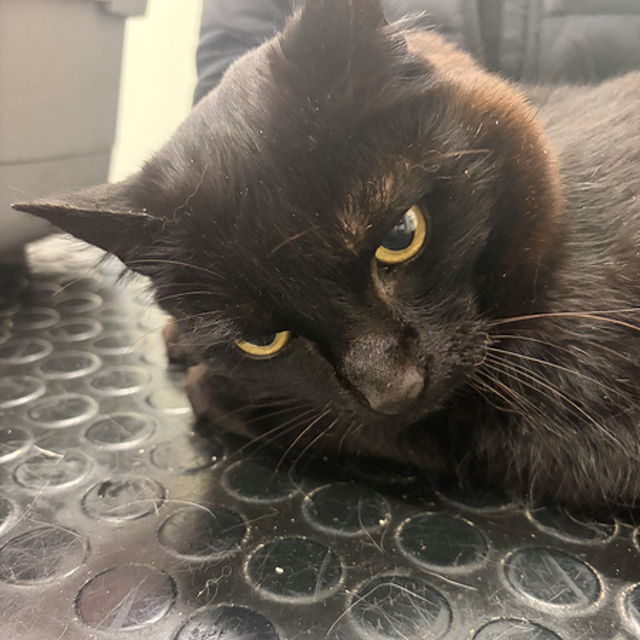 Pet Newsletter August 2026